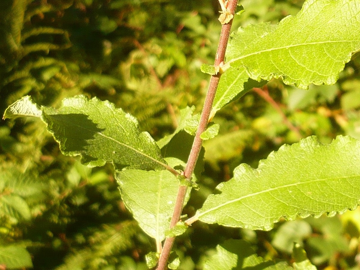 Salix aurita (Salicaceae)